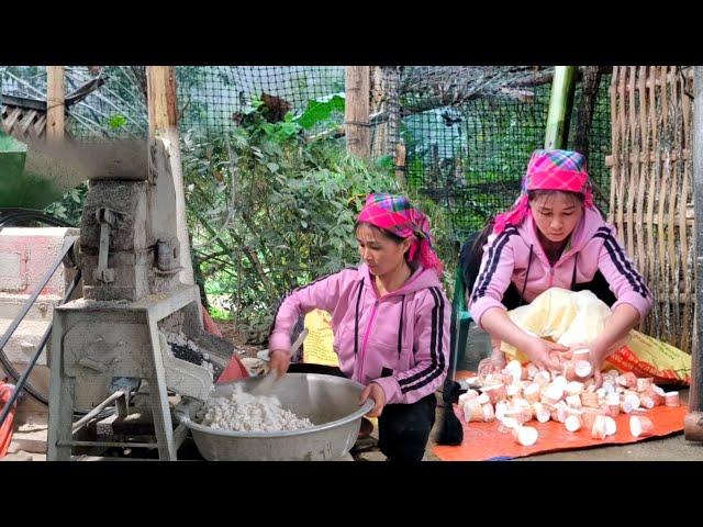 Mom pulled up fresh cassava then put it in a machine to grind into powder to store as animal feed.