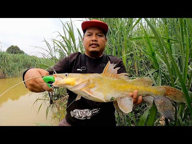 Mancing di Sungai Buah hasilnya bikin iri hati | Baung mega & Patin on ultralight