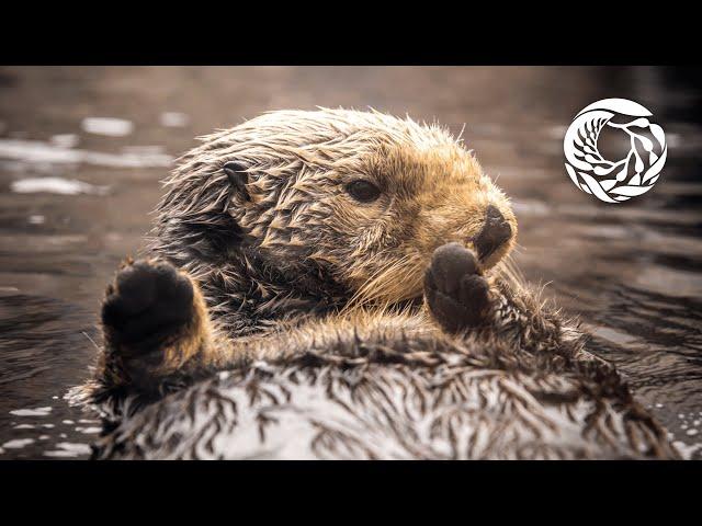 Remembering Rosa the sea otter