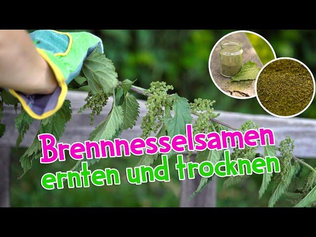 Brennnesselsamen ernten und trocknen #brennnessel #wildkräuter #kräuterkeller #heilpflanzen