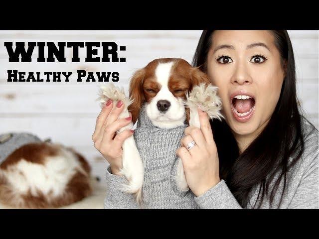 HOW TO: HEALTHY PAWS IN WINTER | Dog Boots | Tips & Tricks