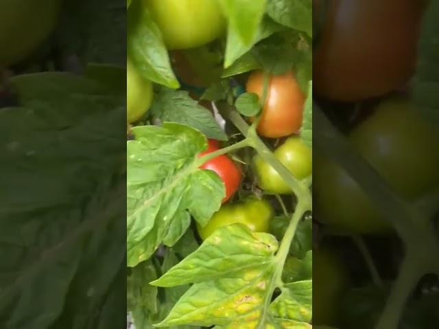 #tomatoes#vegetables#vegetablelovers#farming#farminglover#gardening#village#nature