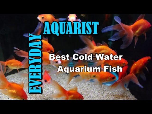 Best Cold Water & Temperate Freshwater Aquarium Fish