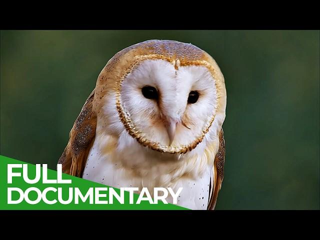 Wild Iberia | Episode 1: Spring | Free Documentary Nature