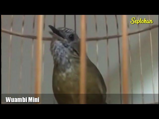 BURUNG WAMBI MINI GACOR SUARA BANYAK LANTANG JERNIH FULL ISTIMEWAH