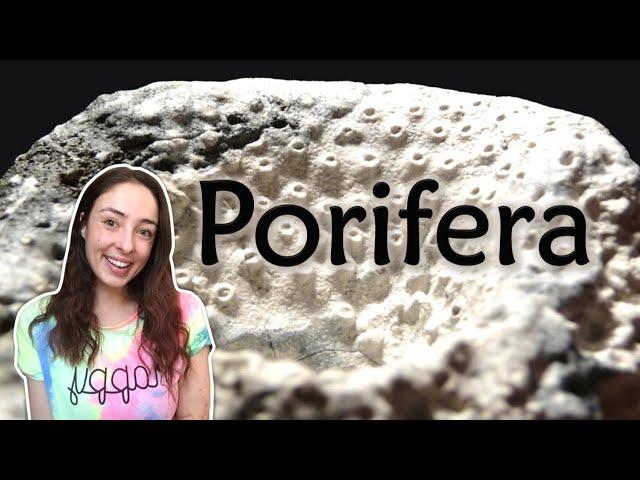 Porifera (Sponges)- Morphology, Classification, & Evolution- Invertebrate Paleontology | GEO GIRL