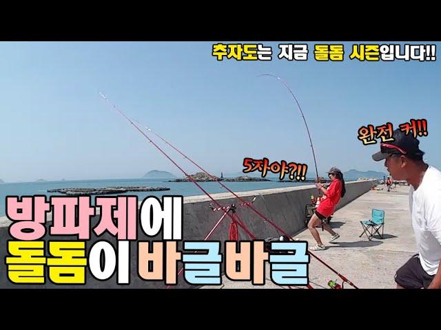 방파제에 돌돔이 왜케 많어! 추자도 원투낚시 / 추자도 낚시 / caravan  camping car / Fishing / 캠핑카