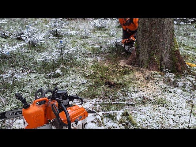 Weihnachtsschlägern 2024 Fichten- Stakrholzbestand Kordl Stihl MS500i MS261C Husqvarna 550XPG Mark 2