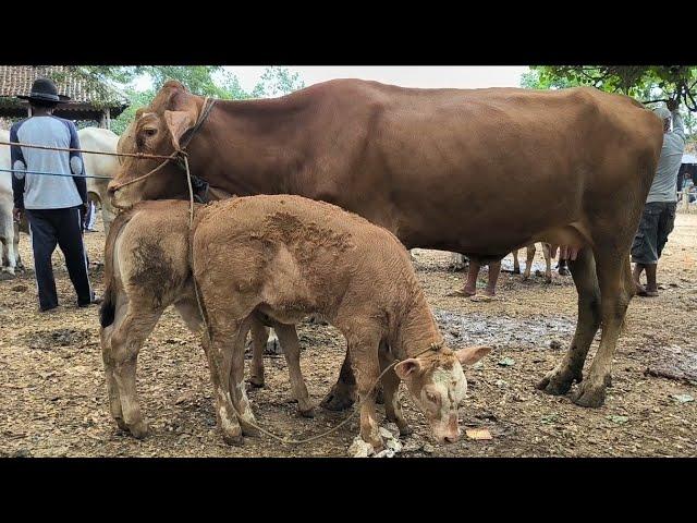 Babon Anak 2 Ekor Bawa Rejeki ato Sial ?!! Pasar Jatirogo