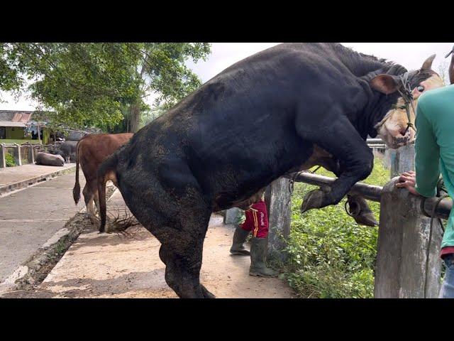 Sapi Ngamuk langka Sampe guling‼️ misteri Jumat Kliwon 