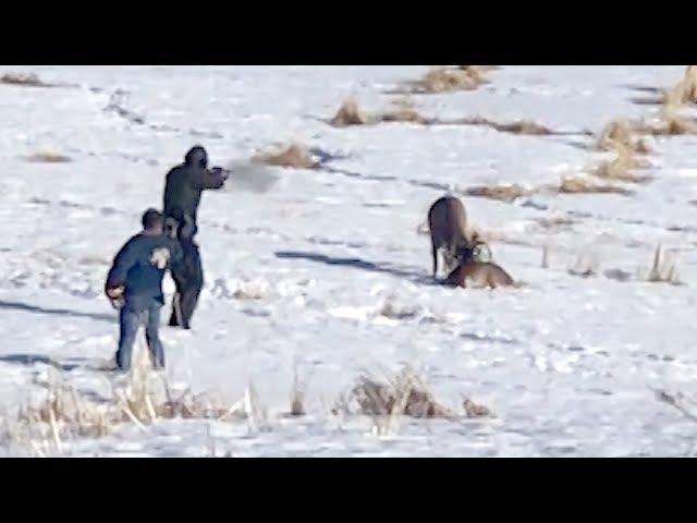 Alberta wildlife officer frees two deer with entwined antlers in a single shot