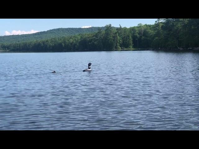 Loon and baby