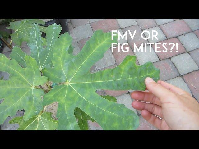 Fig Mosaic Virus or Fig Mites?!