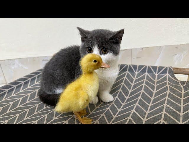 The daily life of ducklings and kittens is very interesting | So funny