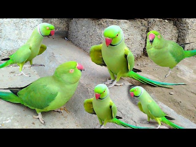 Talking Parrot Compilation