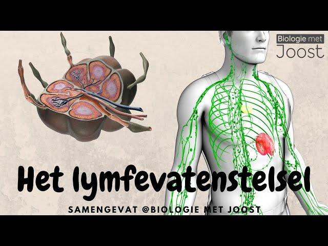 Het lymfevatenstelsel | Samenvatting