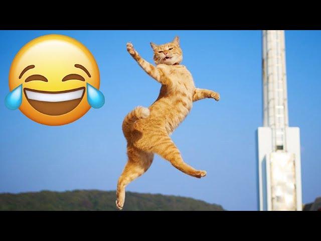 Trending Funny Animals  Funniest Dogs and Cats  Part 32