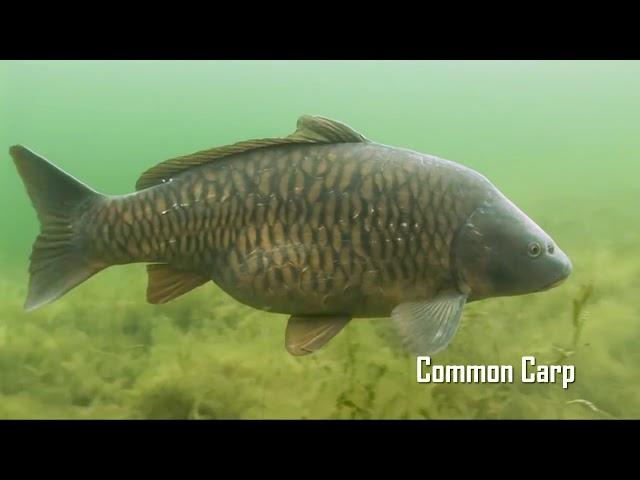 Center Lake Restoration - Iowa Great Lakes