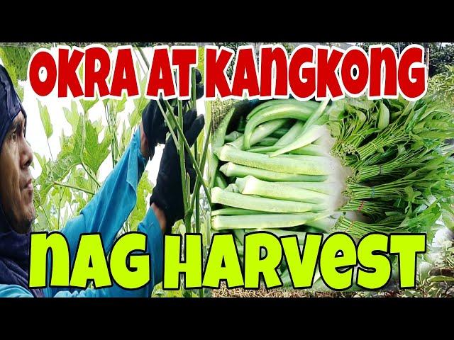 Survive Tayo Sa Ating Okra/Buhay Probinsya/Buhay Bukid