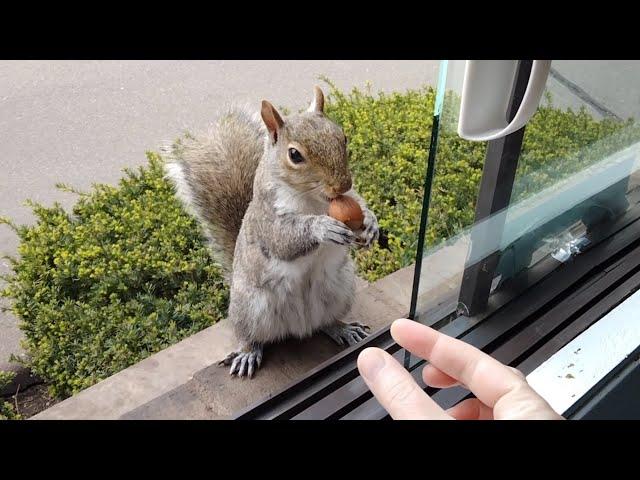 No squirrel shows its excitement for food like Cutie