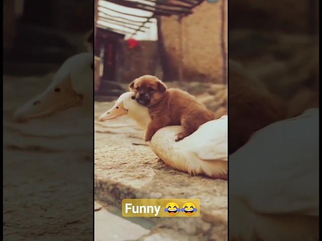 Funny || Funny videos of Animals #ytshorts #shorts #funny #funnyshorts #funnyvideos #funnyvideosof