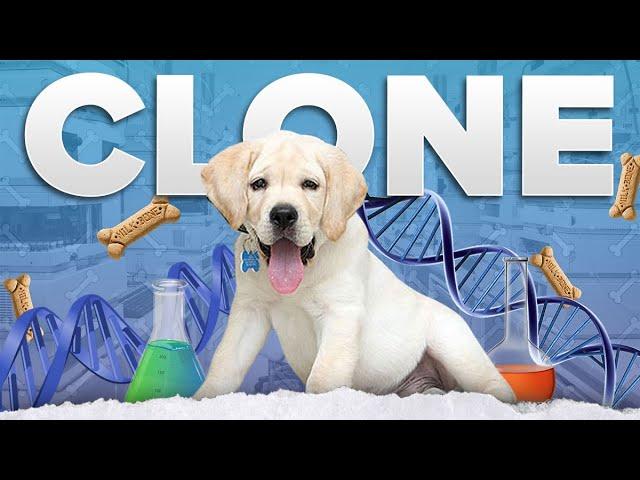 This Family Cloned Their Dog for $155,000  | #shorts