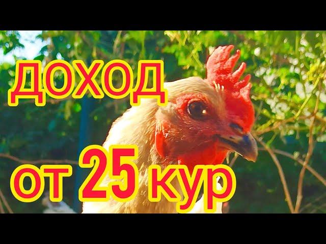 Доход от 25 кур-несушек. Сколько яиц несут 25 кур? 