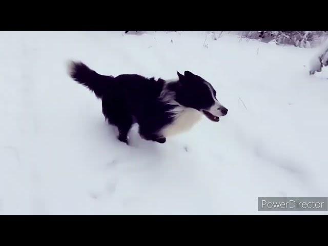 kisses of Angel border collies Ukraine 2022