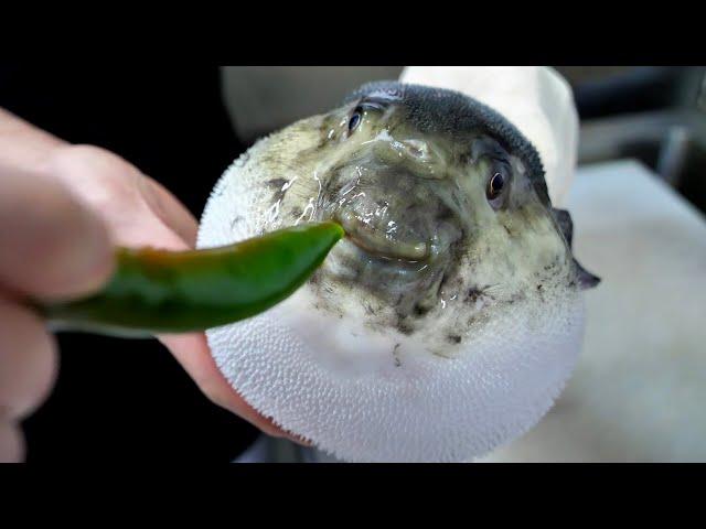 Amazing cutting technology, puffer fish (Blowfish) Korean street food