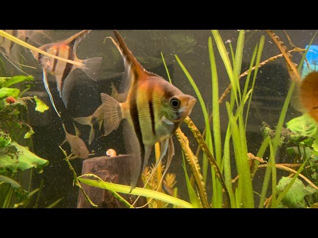 Der Rotrücken Skalar | Pterophyllum scalare rio manacapuru | Wissenswertes #103