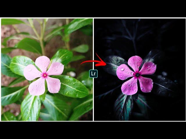 Lightroom Flowers Editing in Mobile || Moody Flowers Editing || Lightroom tutorial || Lr editing