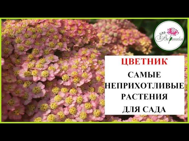 Самые неприхотливые цветы.  Тысячелистник