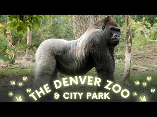 Exploring The Denver Zoo And City Park