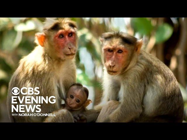 43 monkeys escape South Carolina research facility