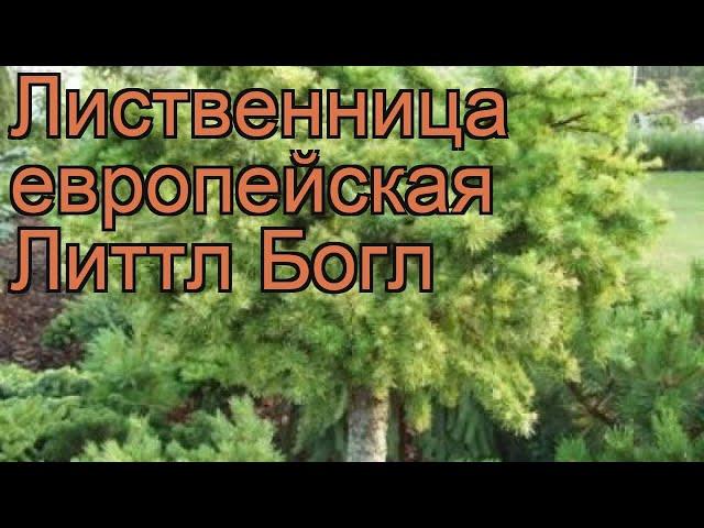 Лиственница европейская Литтл Богл  обзор: как сажать, саженцы лиственницы Литтл Богл