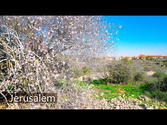  Walking Through Blooming Jerusalem – Wadi Halilim Nature Reserve. Part 1