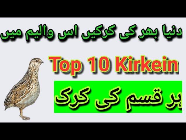 kirak top 10 kirkien