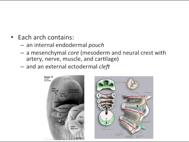 Pharyngeal Arches - NBDE