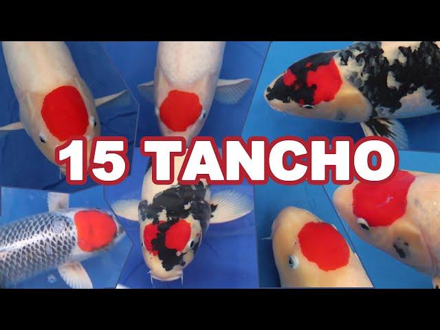 15 Most Expensive TANCHO KOI FISH varieties