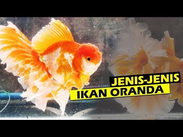 Berbagai Jenis IKAN ORANDA yang WAJIB Kamu Ketahui dari PEMULA Sampai EXPERT Ikan Mas Koki