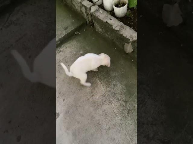 Baby Labrador had a bad poop. #labrador #labradorretriever  #dog #doglover #puppy  #maltese #dogs