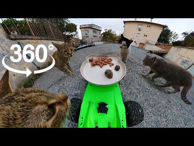 Cat Video 360° VR: Feeding Cats with a Remote Control Car