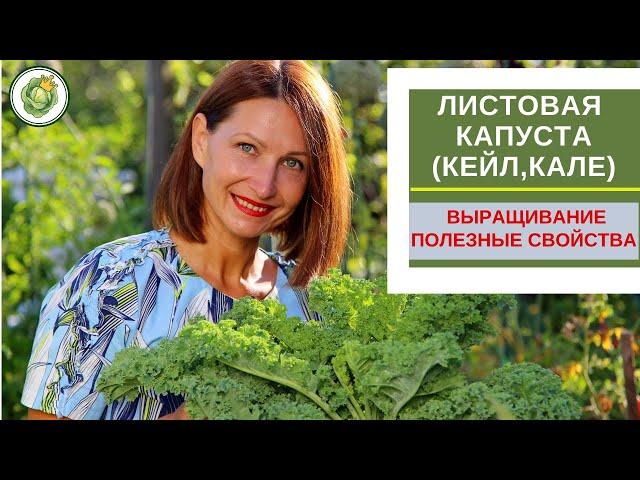 ЛИСТОВАЯ КАПУСТА (КЕЙЛ, КАЛЕ) - суперфуд на вашем огороде//выращивание и полезные свойства