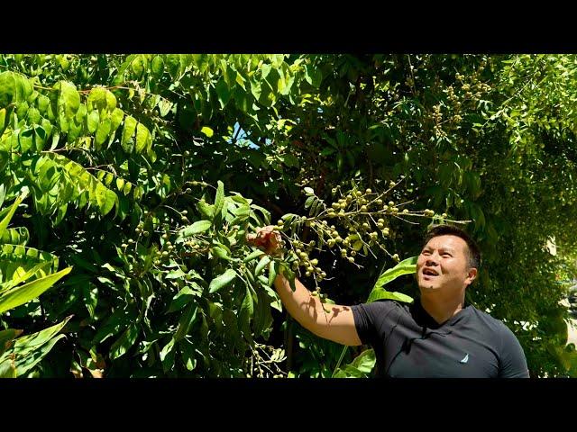 Why You Should Grow Longan Trees in California's Central Valley