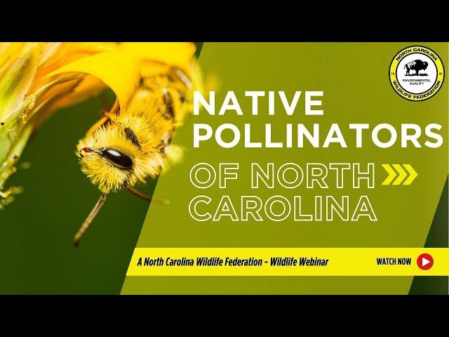 Native Pollinators of North Carolina - North Carolina Wildlife Federation