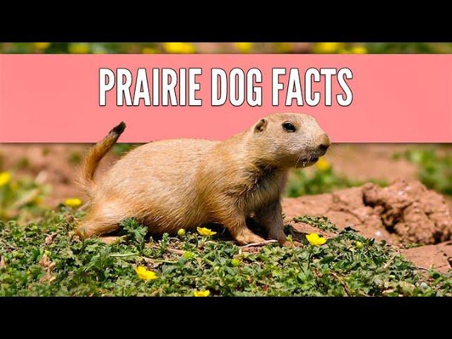 13 Prairie Dog Facts | Will a Prairie Dog Make a Good Pet?