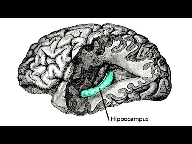 Quantenphysik,  Bewußtsein, Unterbewußtsein und DMT - Dr Ulrich Warnke