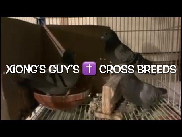 Racing Pigeons - Xiong Guys ️  Cross Breeds! For Year 2022