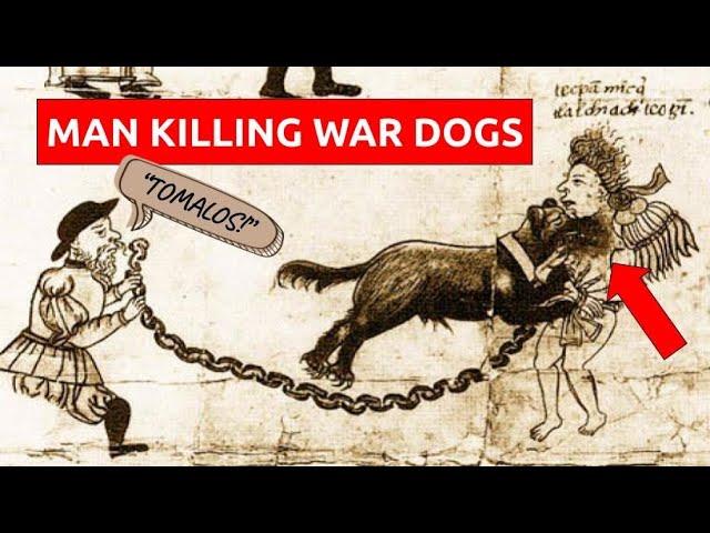 The HORRIFYING War Hounds of the Conquistadors: How the Spanish used dogs to terrorize the New World