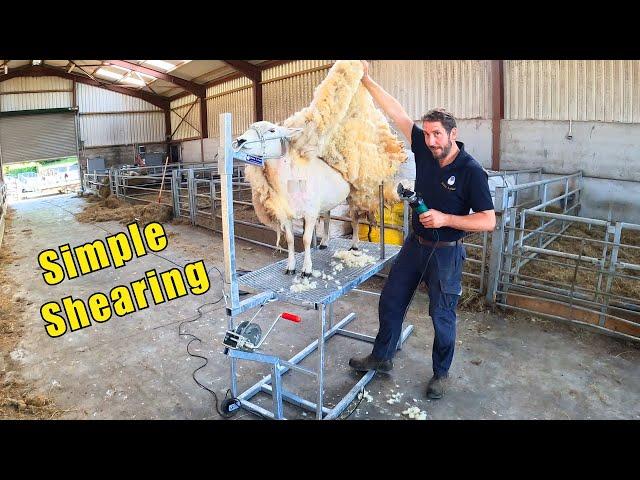 Shearing a Missed Sheep: My First Time Using Homemade Equipment!